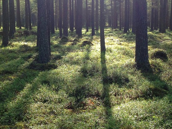 Bild på skogsglänta där ljus skiner igenom mellan trädstammar