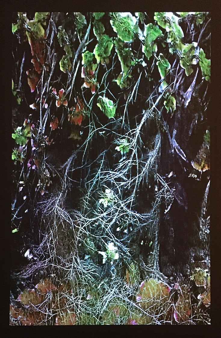 En stillbild ur en storskalig videoprojektion i ett mörkt utrymme, som projiceras på en hög vägg, skildrar en höstlig bild av naturen, med blad och slingrande rötter och grenar, i gröna och rödbruna toner, mot en svart bakgrund. 