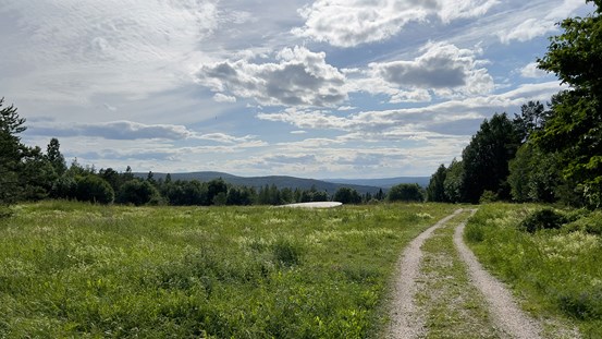Foto, ett grönskande landskap. En grusväg sträcker sig bort från betraktaren till höger i det vildvuxna gräslandskapet. Längre bort syns skog och ett del av ett konstverk, en ljus rund skiva, skymtar ovan gräset.  Vid horisonten blåtonade berg. Många gråvita moln mot den blå himlen. 
