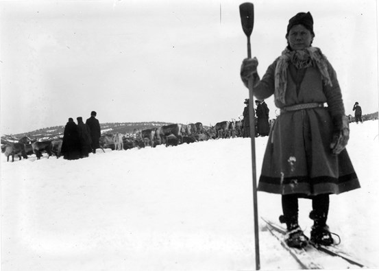 Fotografi taget tidigt 1900-tal. En same som står i förgrunden med skidor, renar i bakgrunden. Svart/vitt foto. 