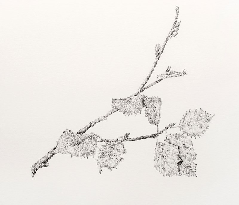 En detaljerad blyersteckning i gråskala mot vit bakgrund. Den föreställer en björkkvist med flera blad.  
