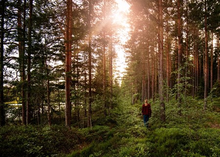 Människa som går genom soldränkt skog