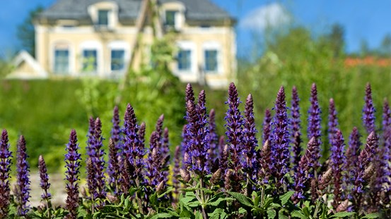 Blommor i en trädgård