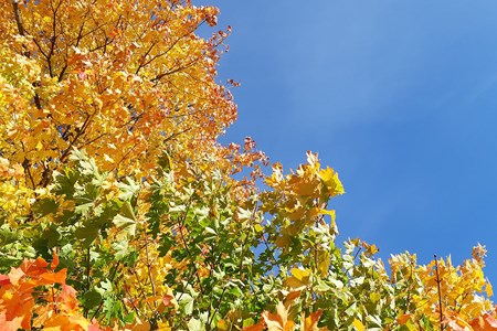 Orange, gula och gröna lönnlöv mot en bit blå himmel. 