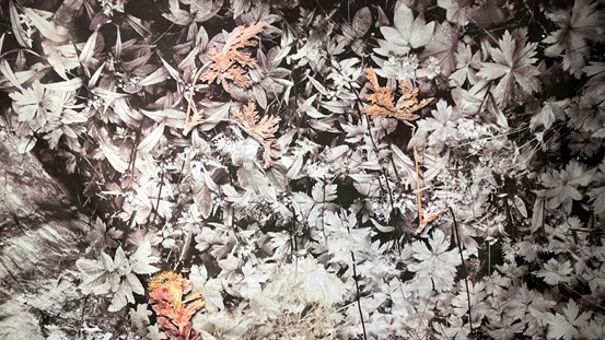 Hannas svartvita fotografi av ett markområde med växter och Mias pressade växter i brunrött har kombineras till ett digitalt tryck på textil. De pressade växterna ser ut att ligga ovanpå fotot. 