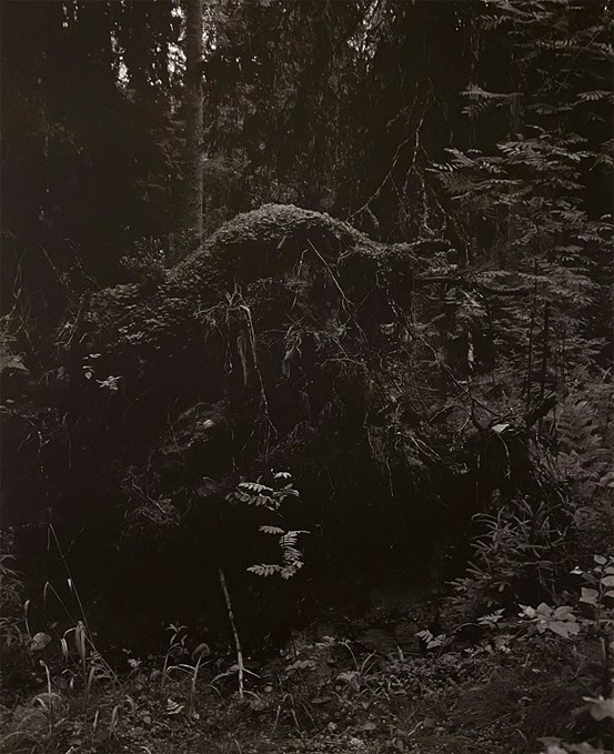 Ett mörkt svartvitt foto i dunkel skogsmiljö.