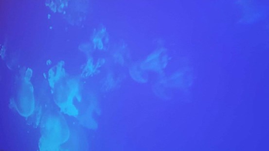 Bilden visar en beskuren stillbild av en videoprojektion, skildrande en svärm maneter simmande i en klarblå miljö.