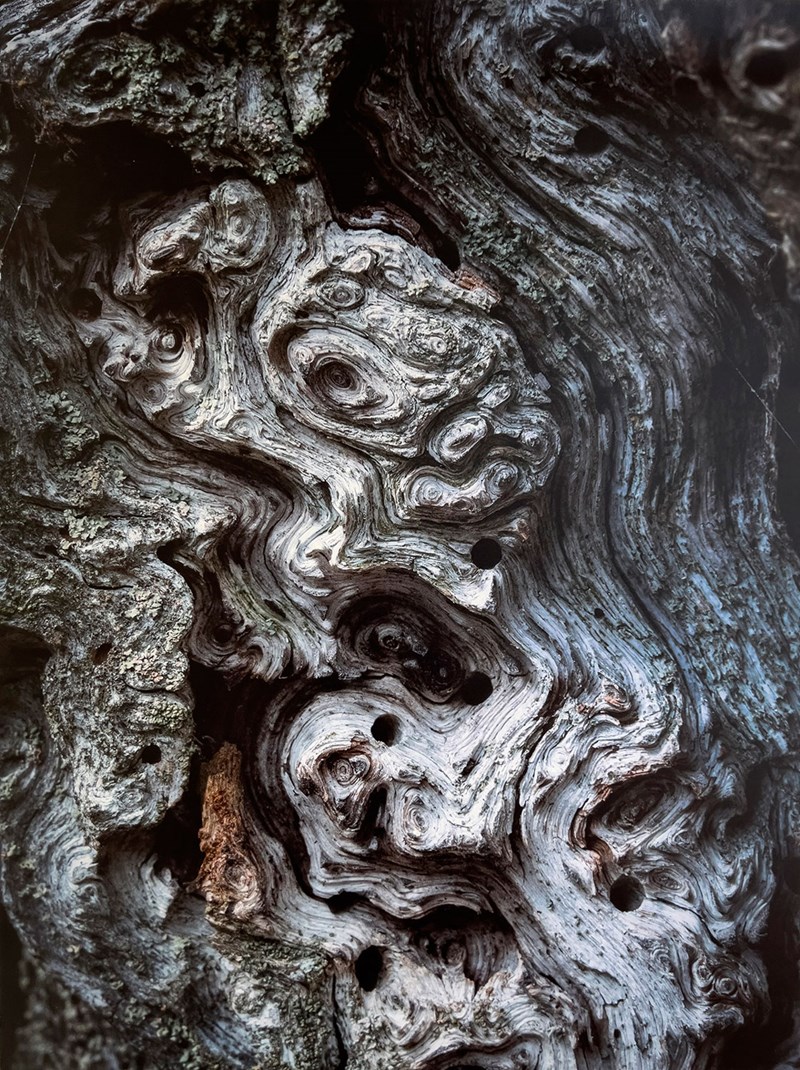Foto av en eks bark. En närbild av ytan där man ser barkens strukturer, färger och mönster.