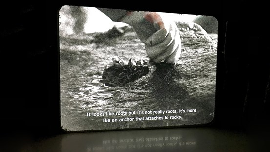 En stillbild ur en video. Den föreställer en hand med grov gummihandske som drar i något nära marken. I vit undertext står "It looks like roots but it
