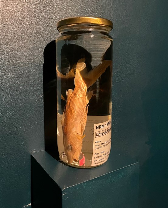 En vägghylla skjuter ut från den djupgröna väggen. På den står en glasburk fylld med etanol med en fisk i. 