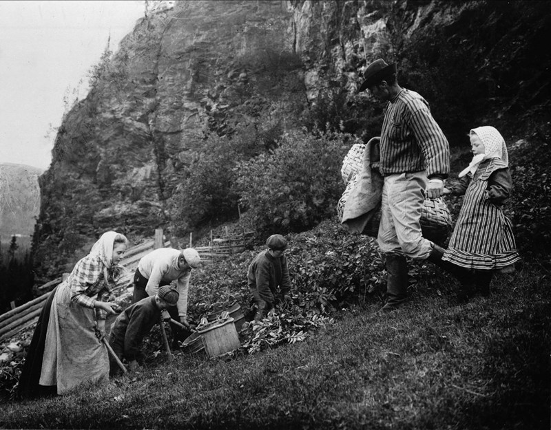 Ett äldre foto i svartvitt. I bakgrunden en del av ett berg. I förgrunden en potatisåker i en sluttning. Flera personer, män, kvinnor och barn är ute och arbetar eller står intill. 