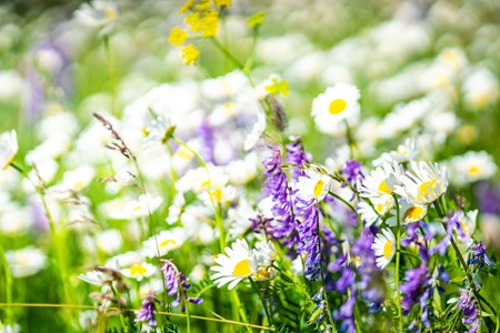 Närbild på vita prästkragar, blå kråkvicker och andra blommor. 