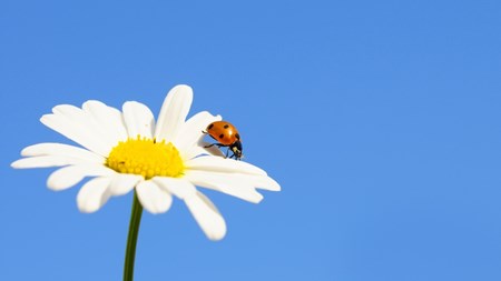 Prästkrage med en nyckelpiga på mot en blå himmel.
