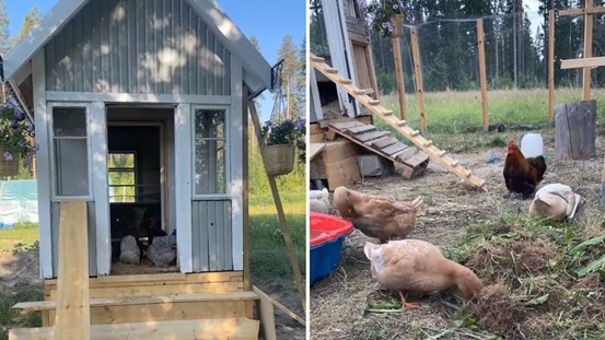 Lekstuga ombyggd till hönshus.