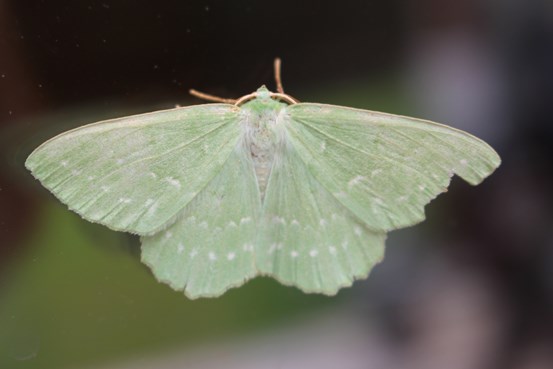 En grön fjäril med utbredda vingar.