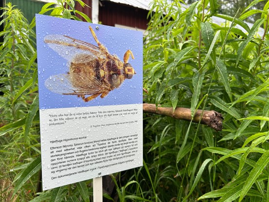 En skylt med foto av fluga och text till. Runt om skylten syns gröna blad och växter.