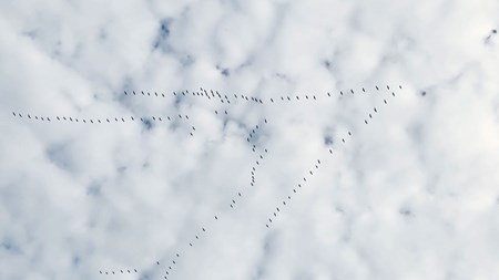Foto. En molnig himmel med några v-formade fågelsträck i siluett. 