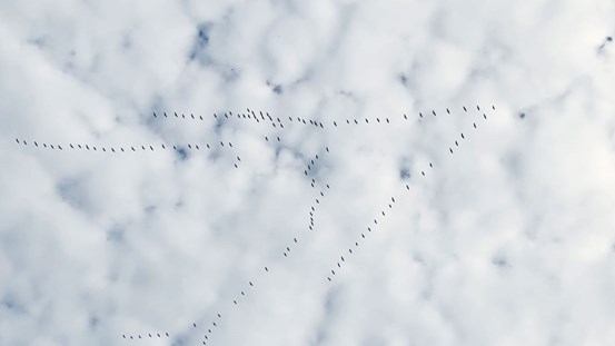 Foto. En molnig himmel med några v-formade fågelsträck i siluett. 