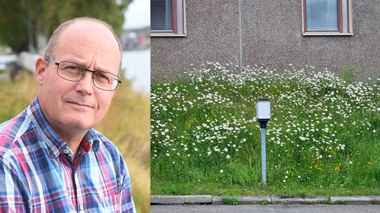 Per-Erik Bergman regionfastigheter, blomstrande äng med prästkragar vid en av regionens parkeringar.