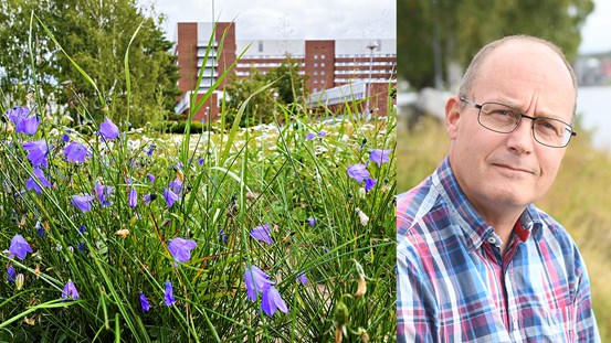 Blomsteräng med blåklockor i bakgrunden syns sjukhuset i Sundsvall. Ett porträtt på Per-Erik Bergman som är förvaltningscontroller på regionfastigheter