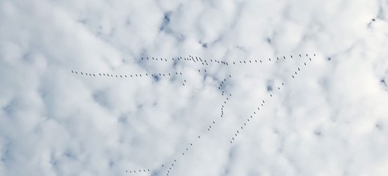 Foto. En molnig himmel med några v-formade fågelsträck i siluett. 
