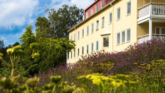 Foto. Gul träbyggnad i solsken, i förgrunden växter. 