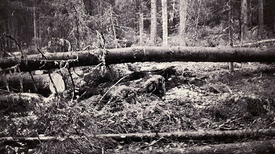 Svartvitt foto i skog. En trädstam ligger tvärs över bilden. 
