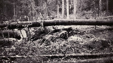 Svartvitt foto i skog. En trädstam ligger tvärs över bilden. 