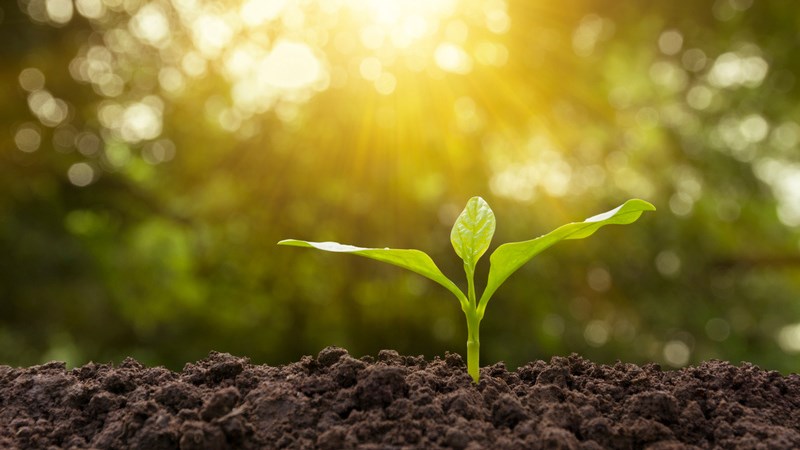 Grön planta som växer starkt genom mullrik jord