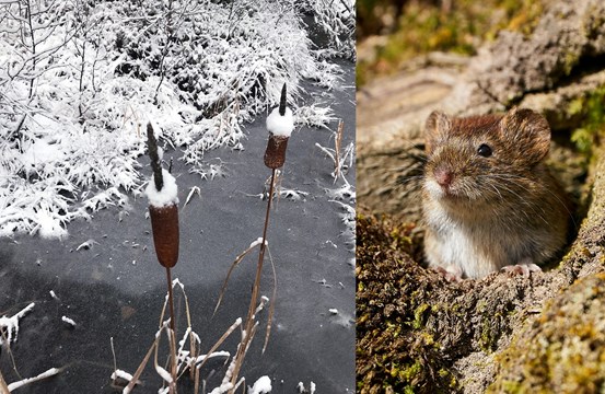Vintrigt landskap med fruset vattendrag, bild av sork en brun liten gnagare