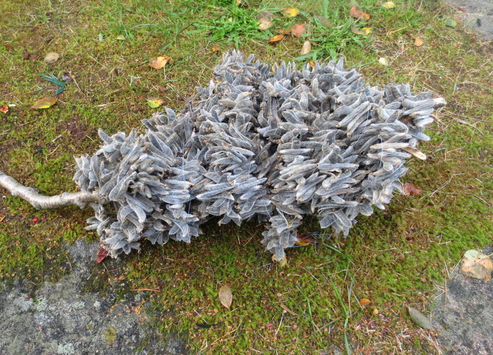 På marken ligger en skulptur av ärtskidorna från utblommade lupiner.