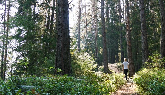 En kvinna som går längs en stig i en tallskog
