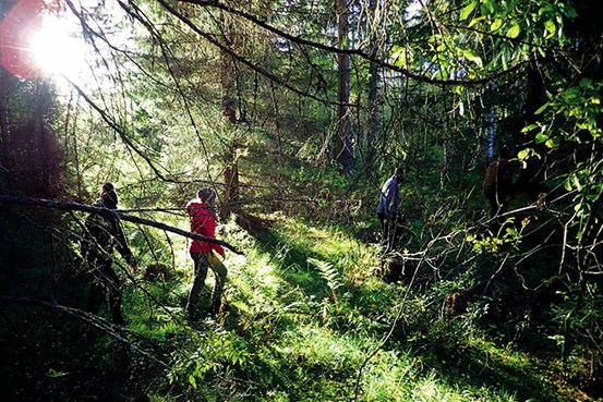 En grupp personer vandrar genom en tät skog medan solen skiner