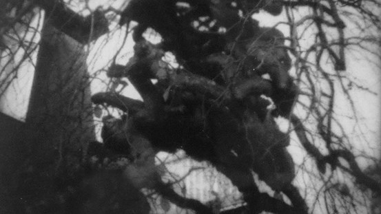 Foto av Hans Alenius. Skymning och träd, foto tagit med Diana-kamera från 60-talet. En lågpriskamera med plastlins som blev känd för sina diffusa och drömlika fotoeffekter. ©Hans Alenius.