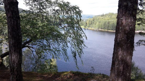Vy över skog och vatten. 