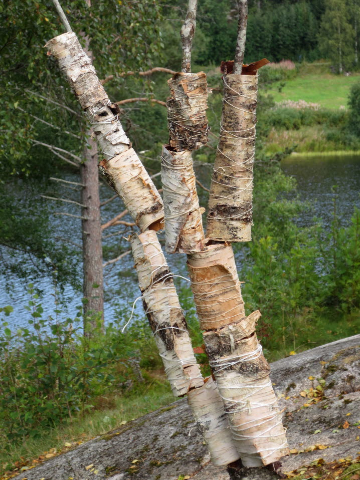 Björknäver har snurrats fast kring taniga grenar. I bakgrunden ett vattendrag och skog.