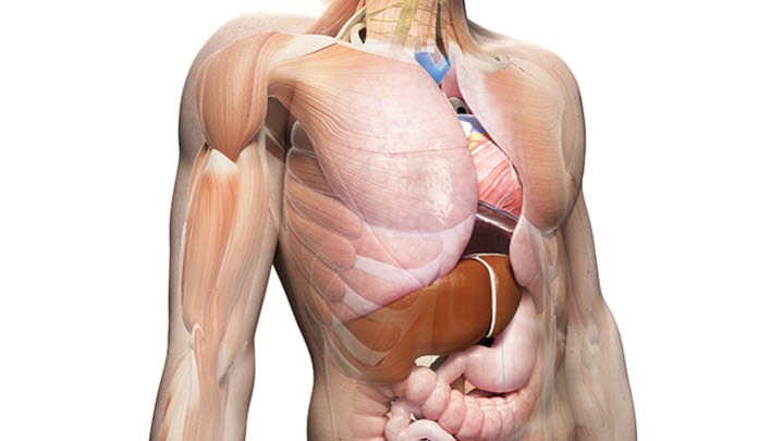 Anatomi/fysiologi Organlära, distans 50%