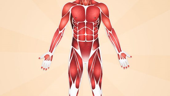 Illustration av människokroppens muskulatur