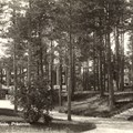  Träbyggnader med en gles liten tallskog framför.