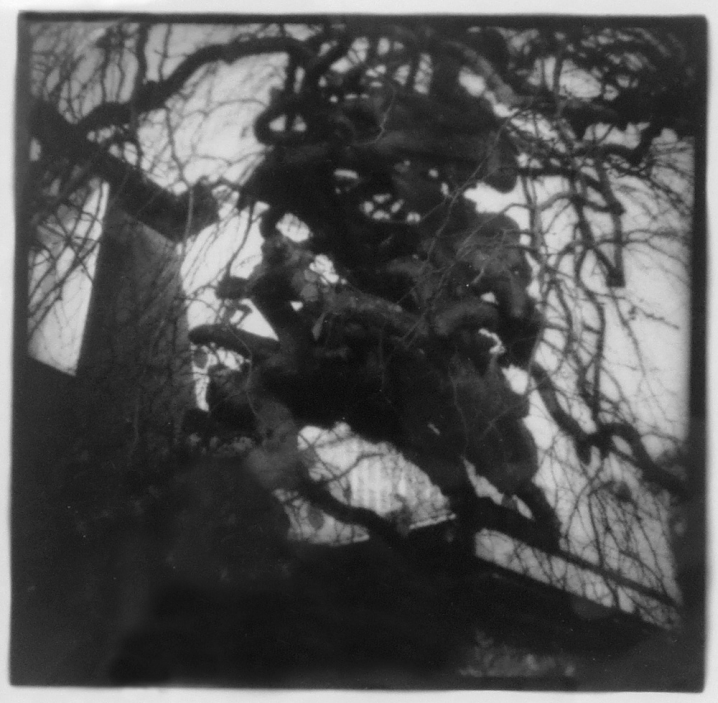 Hans Alenius, Skymning och träd, foto tagit med Diana-kamera från 60-talet. En lågpriskamera med plastlins som blev känd för sina diffusa och drömlika fotoeffekter. ©Hans Alenius.