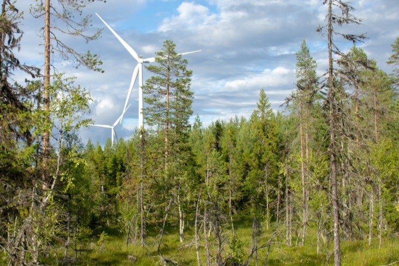 Skogslandskap med vindkraftverk
