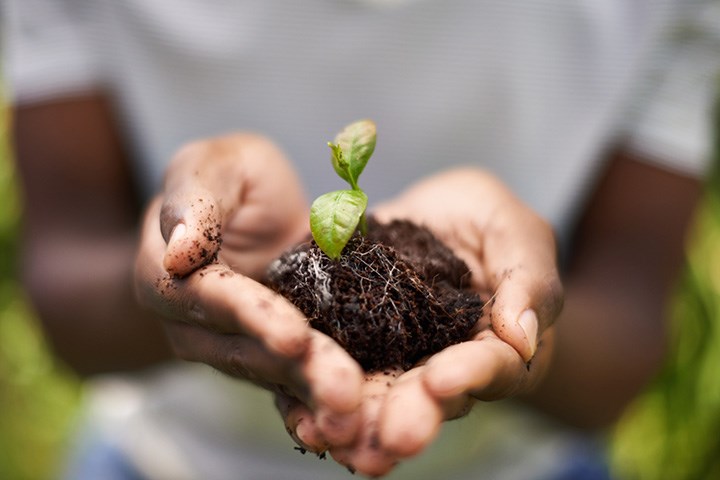En person håller en liten grön växt med rötter och jord i sina händer.