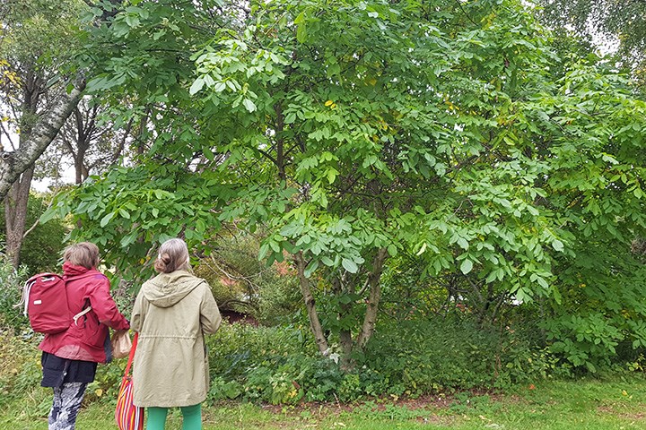 Två personer står med ryggen mot kameran och tittar upp på ett träd med gröna löv.