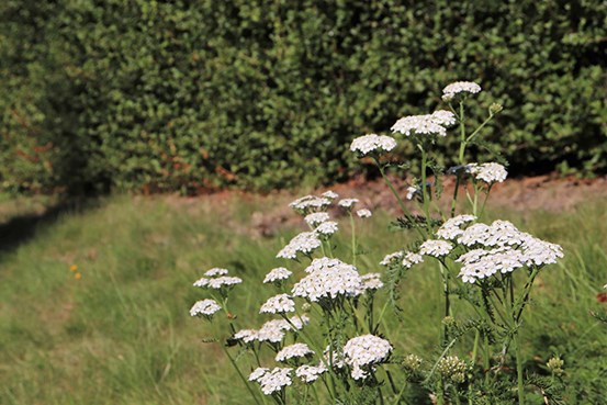 Närbild på vita blommor framför en gräsyta och en häck