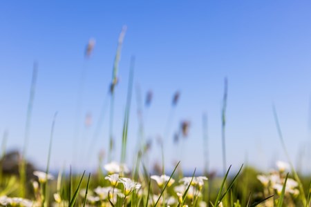 Vita blommor och högt gräs i förgrunden med en blå himmel i bakgrunden.