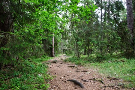 En skogsstig in i en grön skog. 