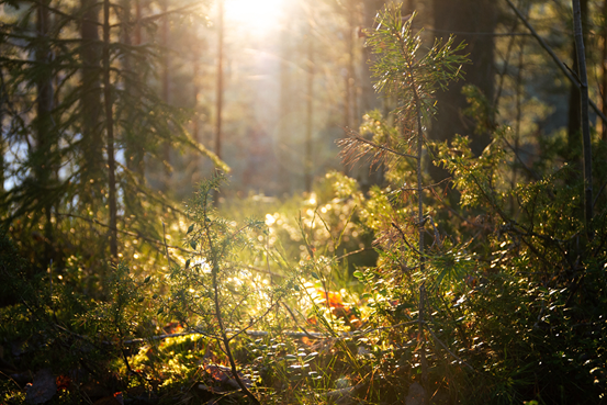 Närbild på marken i en skogsglänta där solen skiner igenom träden.