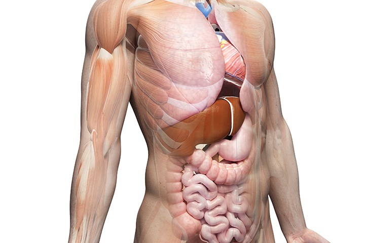 Illustration av en överkropp och organen inuti kroppen.