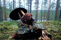 En hatt och en handske hänge rpå en yxa som sitter i en stubbe i skogen.
