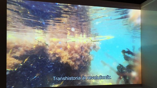 Stillbild från videoverk som visar en undervattensmiljö nära ytan, med undertexten ”Transhistoria är revolutionär.”